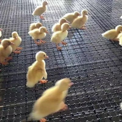 CE/ISO9001-zertifizierter Hühner- und Gänsezuchtzaun mit verstärktem Biaxial-Geogrid