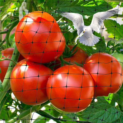 Schützen Sie Ihren Garten mit Schneidnetzen aus Kunststoff Landwirtschaft Vogelnetz UV 25g/m2