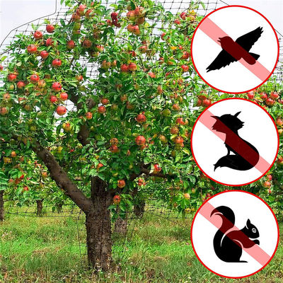 UV-beständig Weiß Schwarz Grün PP-Plastiknetz zur Kontrolle von Vogelnetzen/Häschen
