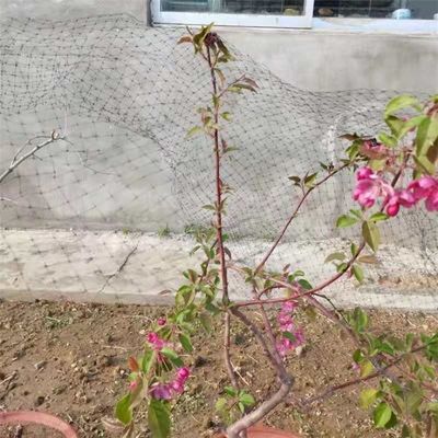 angepasste Längen 25 x 50 FT Vogelnetz für Geflügel und Pflanzenschutz im Garten