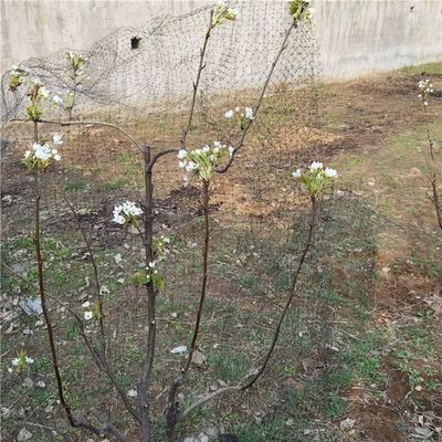 angepasste Längen 25 x 50 FT Vogelnetz für Geflügel und Pflanzenschutz im Garten