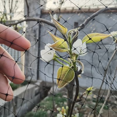 Schützen Sie Ihre Gartenfrüchte mit wiederverwendbaren Kunststoff-Vogelnetzen und CE-ISO-Zertifikat