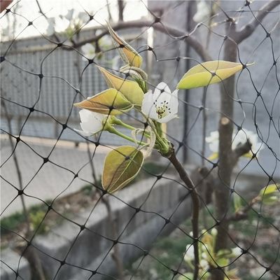 Anti-Vogel- 40-Mesh-PP-Landwirtschaftliches Insektennetz für Gewächshausgemüse und Obstschutz